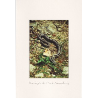 Show publication content!