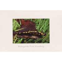 Show publication content!